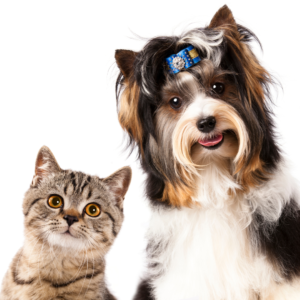 Seguro para mascotas
